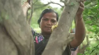Of forests and fuel