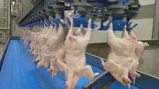 Modern Raw Chicken Meat Processing Line | Poultry Production Automation