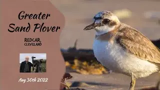 The very rare Greater Sand Plover in the UK - filmed in 4K