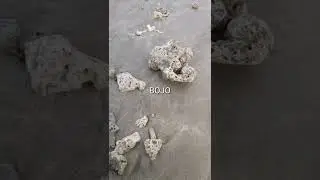 Cryptid: 2 billion year old fossils