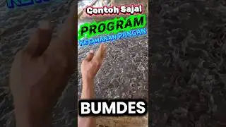 Contoh Program Ketahanan Pangan BUMDES : Peternakan ayam dan Perikanan #desa #bumdes #ketapang #tpp