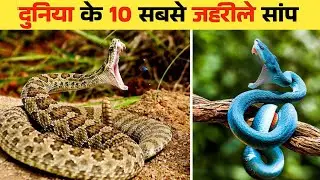 10 Most Venomous Snakes in the World