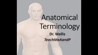 Anatomical Terminology