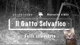 Gatto Selvatico - Felis silvestris - Raccolta immagini