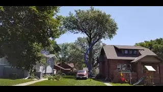 Huge Monster Pin Oak Tree
