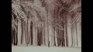 Tranquilizing snow sounds #SnowyPeace