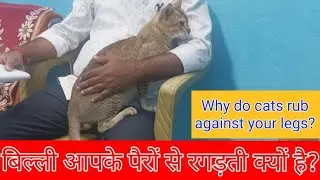 Why do cats rub against legs?