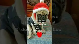 fell in love🐾with my dog#pug#brozo
