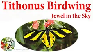 Tithonus Birdwing a Jewel in the Sky