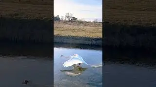 #viral #birds #swan #dutch #netherlands #nature #shorts #youtube