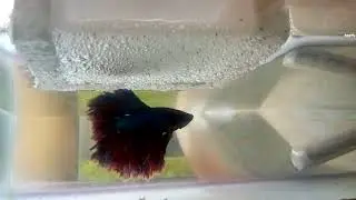 reproducci&oacute;n exitosa Betta media luna