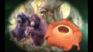 The Original Myth or Reality Video.  The use of Ganoderma Lucidum in Gano Excel Products.