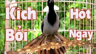 💦Khướu H&oacute;t GIỌNG RẤT HAY- ĐẢO GIỌNG.giọng rừng k&iacute;ch khướu bổi luyện khướu bổi h&oacute;t căng lửa.