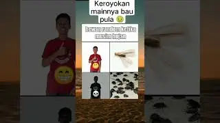apa nama hewan ini di daerah kalian? #meme #asupanmeme #shorts #lembing