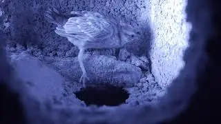 Common rock sparrow (Petronia petronia) chick exploring outside nest, Spain