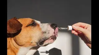 Jeffrey's Full Spectrum CBD oil can help our furry friends alleviate anxiety + more! #jeffreyspets