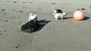 Doggie Diaries #21 - beachcombing after the storm
