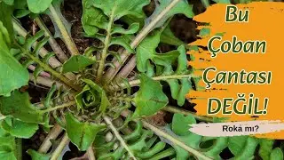 TOP HARDAL OTU | Roka mı, Çoban Çantası mı? (Gizemli Misafir 🐛)