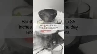 Uncovering the Secret of Bamboo: Nature's Fastest Growing Plant!