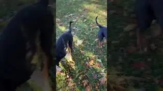 #dogumentarytv