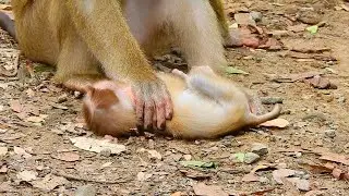 How mom Libby keep her small Lily on the ground ...Lily real so pity |