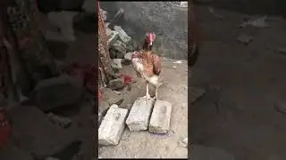 Active Hen
