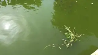 Fish-Fish poster-Fish Farming in Cambodia