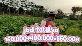 Kocori terong 