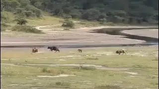 male lions attack buffalo mother to separate from calf and target calf bring down video 