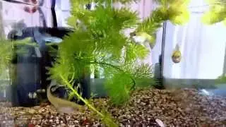 Blue Glass / Blue Grass - ( gup / guppie / guppy )