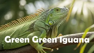 [Animal Song For Kids] Green Green Iguana🦎
