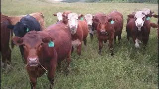 Jimmy Campbell & Brett Payne - 950# September Delivery Grass Steers - 65 Head (North Battleford, SK)