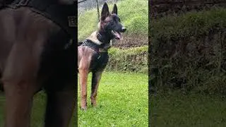 Enigma en la selva: El perro Wilson, el duende y el canje de cuatro almas por los ni&ntilde;os Ep. 7