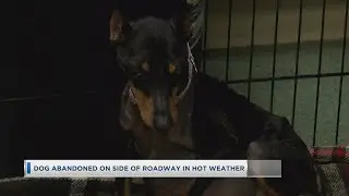 Dog Abandoned On Side Of roadway In Hot Weather