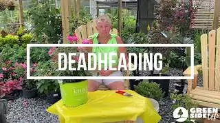 How to Deadhead Flowers | What is Deadheading | Deadheading Perennials and Annuals