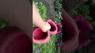 दी ने नेपाल से आग कर  देखो क्या किया 🤗🥹
