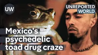 Can Mexico's psychedelic toad drug help mental health problems? | Unreported World