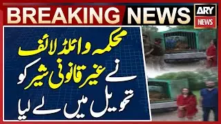 Rawalpindi: Illegal Pet Lion Seized by Wildlife Department