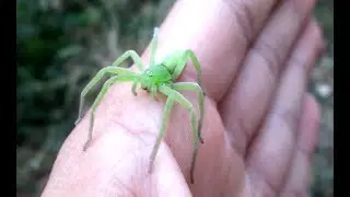 Зеленый паук ,Микромата  - Micrommata virescens