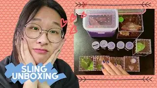 Unboxing Baby Tarantulas!! (Fear Not Tarantulas)