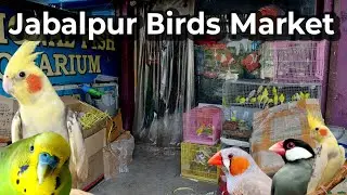 Jabalpur Birds Market | Exotic Birds Price | Cockatiel Budgies Love Birds Java Finch Diamond Dove