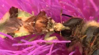 Ambush Bug Bonanza