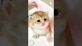 wow what a cute kitten?#amaging#cat#citten#shorts#vidio#...