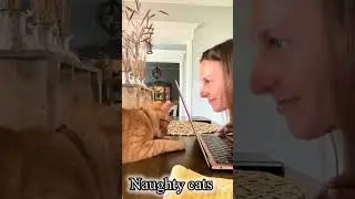 #Funny #cat😺 #rat 🐁 and #kids video