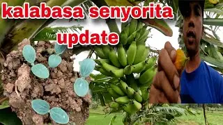 Kalabasa senyorita update