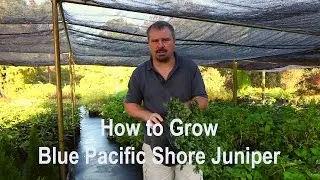 How to grow Blue Pacific Juniper (Shore Juniper) with detailed description