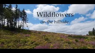 Wildflowers on the Hillside