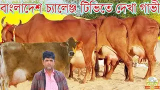 বাংলাদেশ চ্যালেঞ্জ টিভিতে দেখা গাভী । জাকির ভাইয়ের জীবনের সবচেয়ে বড় ৩০ লিটার জার্সিসহ গির এর মেলা