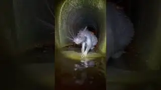 Gnu Ligu Ligu