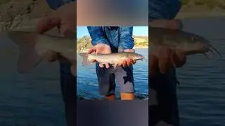 Плюсы и минусы мест ловли сома в общественных местах#shorts